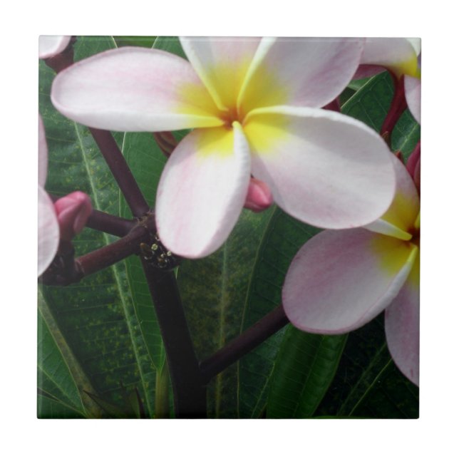 Belo Azulejo de Plumeria Rosa e Amarelo (Frente)