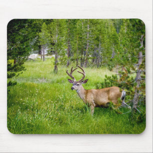 Belo Buck no Mousepad Meadow