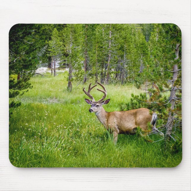 Belo Buck no Mousepad Meadow (Frente)