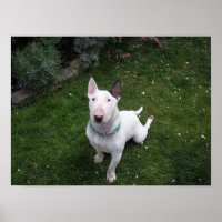 Belo Bully English Bull Terrier Poster