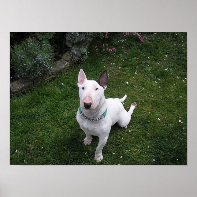 Belo Bully English Bull Terrier Poster (Frente)