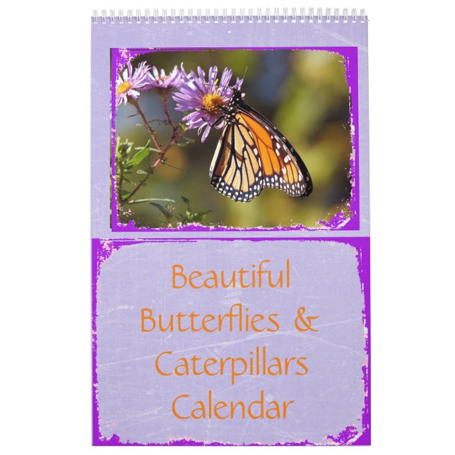 Belo Calendário de Borboletas e lagartas (Capa)