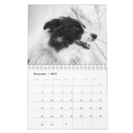 Belo Calendário do Cachorro Collie Border