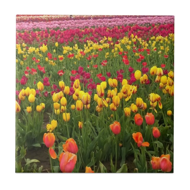 Belo Campo de Tulip, Oregon (Frente)