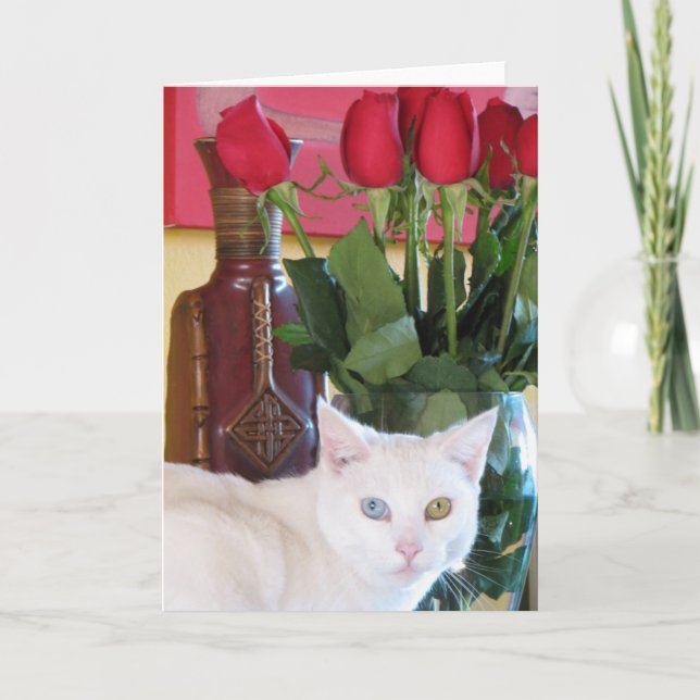 Belo Cartão de Saudação de Gato! (Frente)
