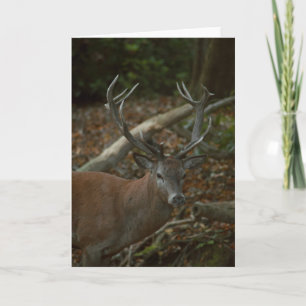 Belo cartão de vazio de fotografia de buck