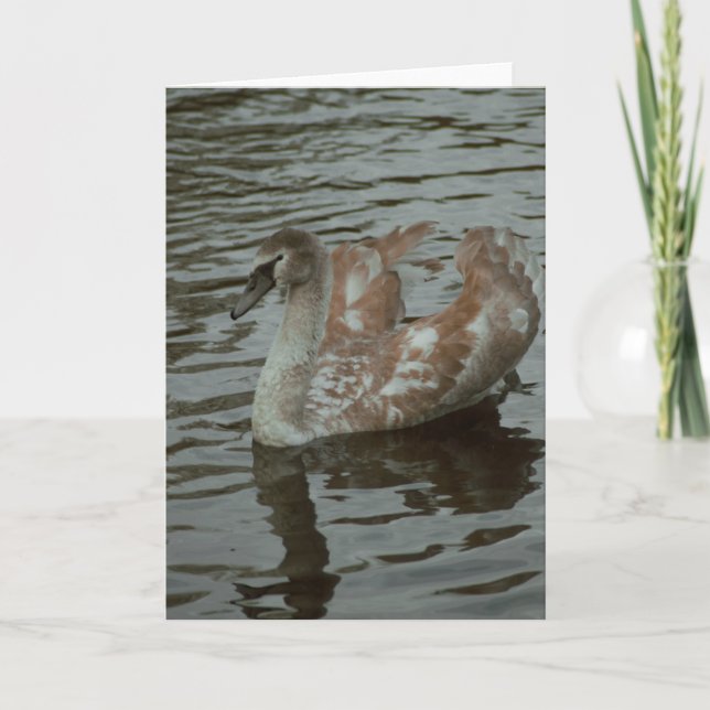 Belo cartão de vazio de fotografia em swan (Frente)