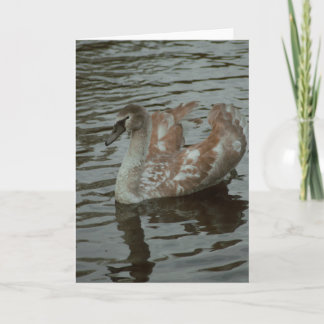 Belo cartão de vazio de fotografia em swan