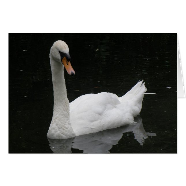 Belo Cartão Swan Branco (Frente Horizontal)