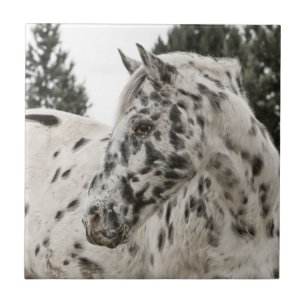 Belo Cavalo Appaloosa