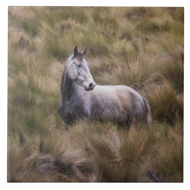 Belo Cavalo Colorido de Cinzas (Frente)
