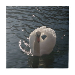 Belo cisne branco