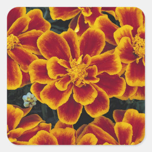 Belo conjunto de adesivos Marigolds