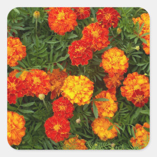 Belo conjunto de adesivos Marigolds