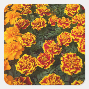 Belo conjunto de adesivos Marigolds