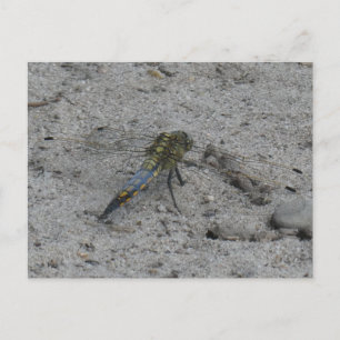 Belo Dragonfly no Ground DIY Cartão Postal