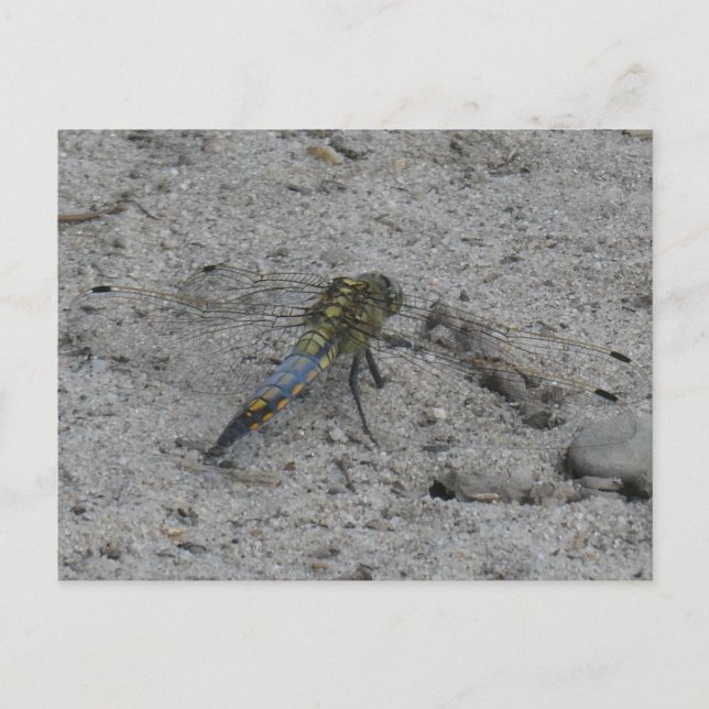 Belo Dragonfly no Ground DIY Cartão Postal (Frente)