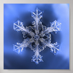 Belo Floco de Neve Real Poster Azul e Branco