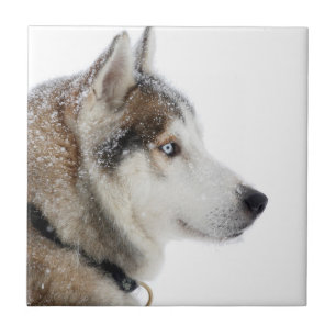 Belo Husky Siberiano na neve