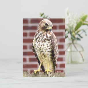 Belo impressão de anotação Hawk
