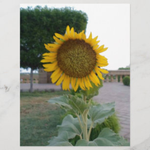 Belo Impressão de Arte Sunflower