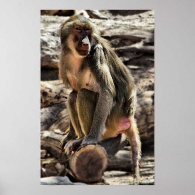 belo impressão de babuíno (Frente)