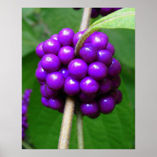 Belo Impressão de Beautyberry