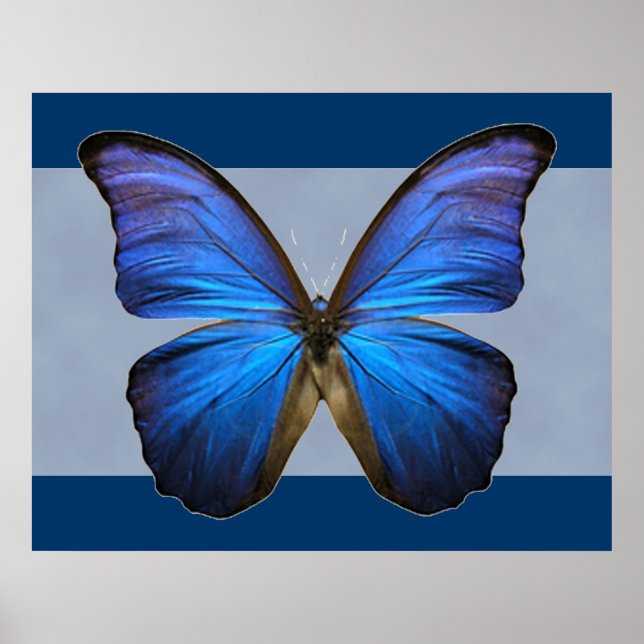Belo Impressão de Borboleta Azul Morpho (Frente)