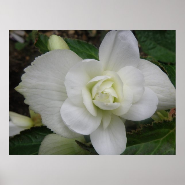 Belo Impressão de Carnação Branca (Frente)