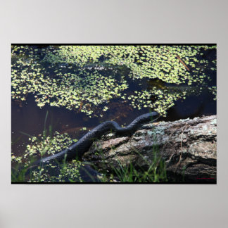 Belo Impressão de Cobra preto