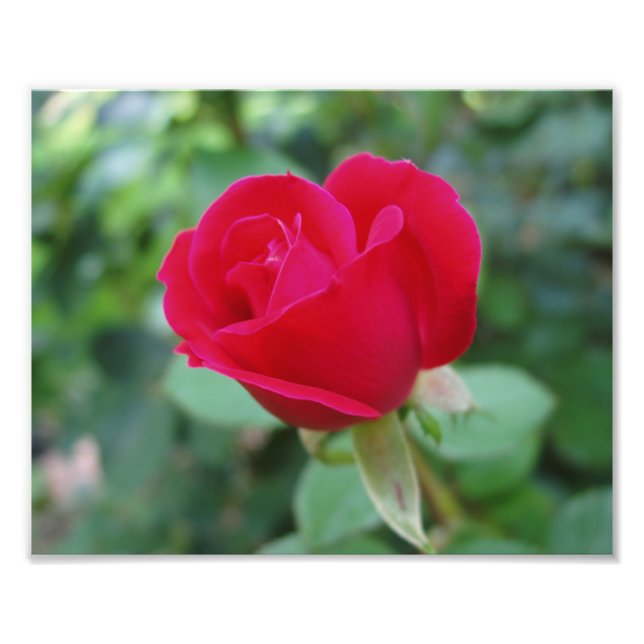 Belo Impressão de Fotos das Flores (Frente)