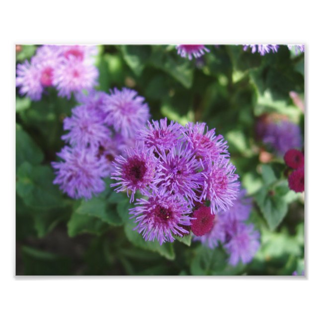 Belo Impressão de Fotos das Flores (Frente)