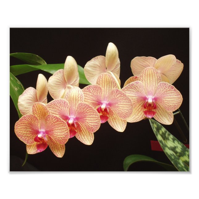 Belo Impressão de Fotos das Flores (Frente)