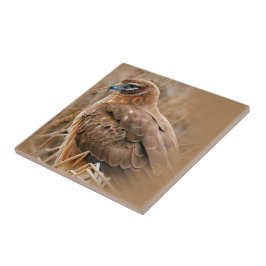 Belo Norte feminino Harrier no pântano