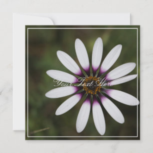 Belo Osteosperum Rosa Seu Texto De Cartão Plana