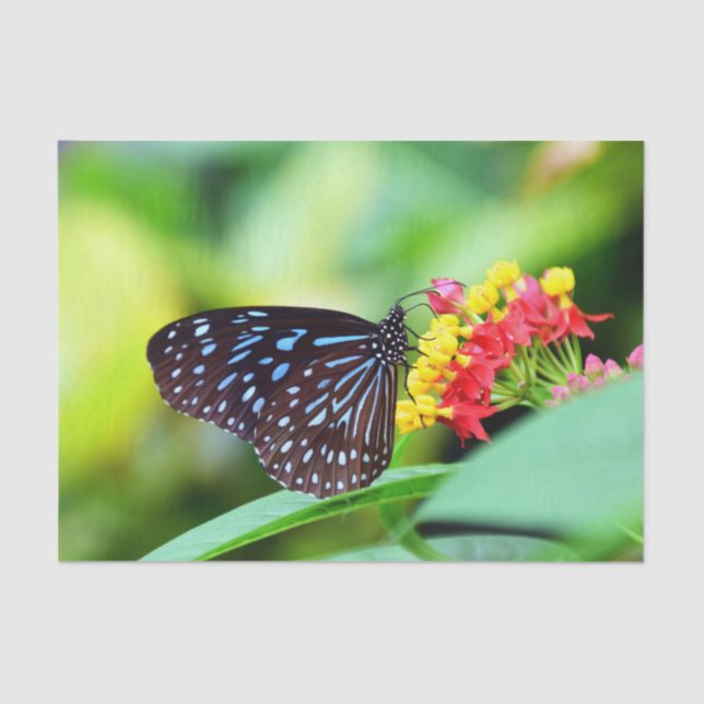 Belo Papel De Tecidos E Borboletas (Frente )