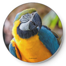 Belo Pássaro de Papagaio Azul e Dourado