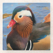 Belo Pato Mandarim no Pond