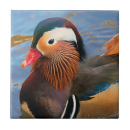 Belo Pato Mandarim no Pond