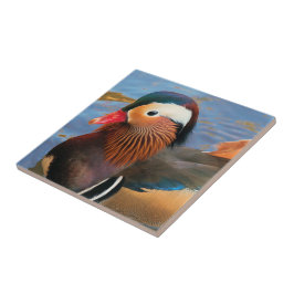 Belo Pato Mandarim no Pond
