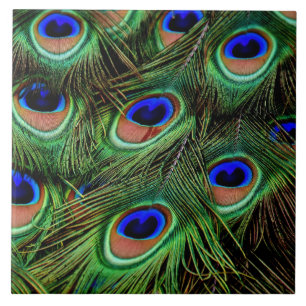 Belo Penas de Peacock