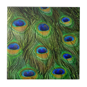 Belo Penas de Peacock