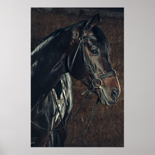 Belo Poster de Cavalo Negro
