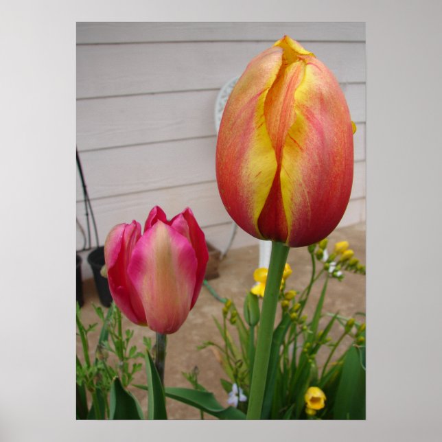 Belo Poster de Flor de Tulipas Vermelhas (Frente)