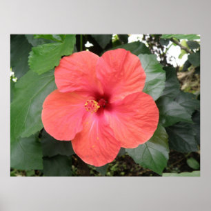 Belo Poster de Flor Laranja Hibiscus