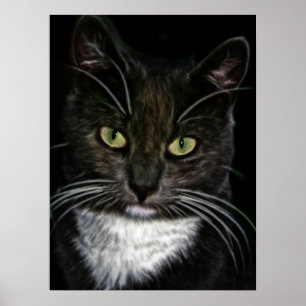 Belo Poster de Gato Negro e Branco