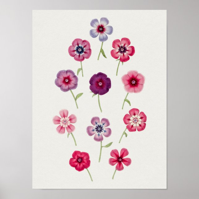 Belo Poster de Ilustração Botânica Vintage (Frente)