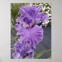Belo Poster de Jardim Flor Roxo Iris Lilac