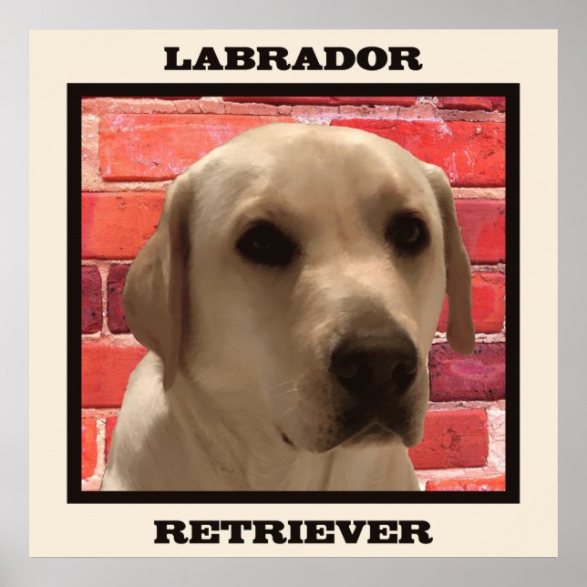 Belo Poster de Labrador Amarelo (Frente)