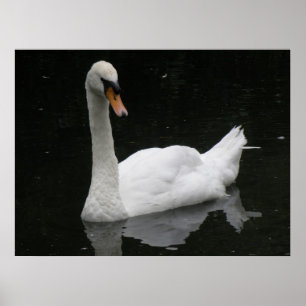 Belo Poster de Swan Branco